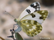 Bath-White-butterfly-Pontia-daplicidice-female-2634