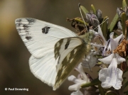 Bath-White-butterfly-Pontia-daplicidice-male-2632