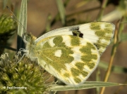 Bath-White-butterfly-Pontia-daplicidice-male-underside-2633