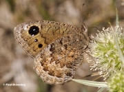 Black-Satyr-butterfly-Satyrus-acteae-5130