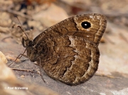 Black-Satyr-butterfly-Satyrus-acteae-7767