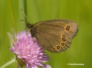 Bright-eyed-Ringlet-butterfly-Erebia oeme-D3981