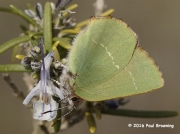 Chapman's-Green-Hairstreak-butterfly-Callophry-avis)