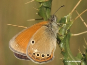 Chestnut-Heath-butterfly-Coenonympha-glycerion-451