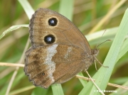 Dryad-butterfly-Minois-dryas-1296