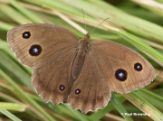 Dryad-butterfly-Minois-dryas-1296