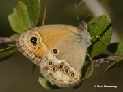 Female Dusky Heath butterfly (Coenonympha dorus) Collados de la Saga,  Granada Spain - Photo © Paul Browning