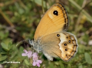 Dusky-Heath-butterfly-Coenonympha-dorus-7795