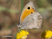Dusky-Meadow-Brown-butterfly-Hyponephele-lycaon-2245