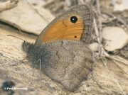 Dusky-Meadow-Brown-butterfly-Hyponephele-lycaon-4916