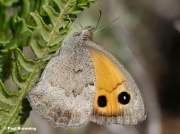 Dusky-Meadow-Brown-butterfly-Hyponephele-lycaon-8009