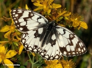Esper's-Marbled-White-butterfly-Melanargia-larissa-4054