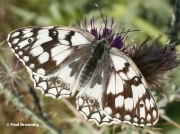 Esper's-Marbled-White-butterfly-Melanargia-larissa-7112