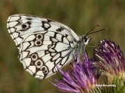 Esper's-Marbled-White-butterfly-Melanargia-larissa-7318