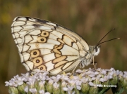 Espers-Marbled-White-butterfly-Melanargia-larissa-7344