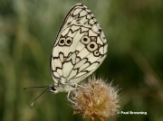 Esper's-Marbled-White-butterfly-Velanargia-larissa-7355