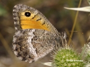 False-Grayling-butterfly-Arethusana-arethusa-D5416