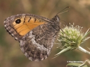 False-Grayling-butterfly-Arethusana-arethusa-5422