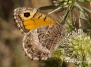 False-Grayling-butterfly-Arethusana-arethusa-6644