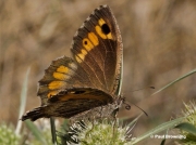 False-Grayling-butterfly-Arethusana-arethusa-6655