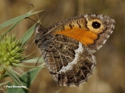 False-Grayling-butterfly-Arethusana-arethusa-9255