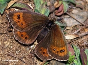 Gavarnie-Ringlet-butterfly-Erebia-gorgone-Spain-D5314