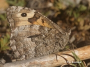 Grayling-butterfly-Hipparchia-semele-162