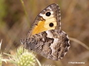 Male Grayling butterfly (Hipparchia semele) Bescaren, Lleida, Spain - photo © Paul Browning