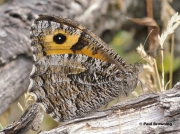 Female Grayling butterfly (Hipparchia semele) Spain - photo © Paul Browning