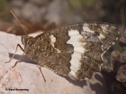 Male Great Banded Grayling butterfly (Kanetisa circe), Tragacete,Cuenca ,Spain - photo © Paul Browning