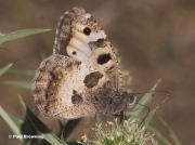 The-Hermit-butterfly-Chazara-briseis-2806