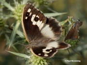 The-Hermit-butterfly-Chazara-briseis-177