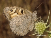 The-Hermit-butterfly-Chazara-briseis-178