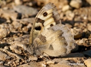 The-Hermit-butterfly-Chazara-briseis-2312