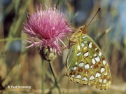 High-Brown-Fritillary-butterfly-Argynnis adippe-2718