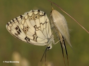 Iberian-Marbled-White-butterfly-Melanargia-lachesis-0175