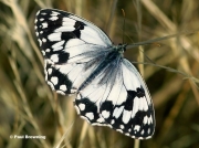 Iberian-Marbled-White-butterfly-Melanargia-lachesis-D0351