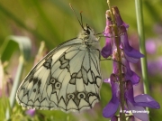 Iberian-Marbled-White-butterfly-Melanargia-lachesis-D3946