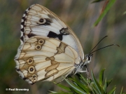 Iberian-Marbled-White-butterfly-Melanargia-lachesis-D6970