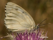 Iberian-Marbled-White-butterfly-Melanargia-lachesis-D8406