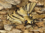 Iberian-or-Scarce-Swallowtail-Iphiclides-podalirius