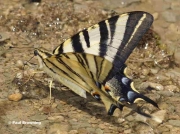 Iberian-or-Scarce-Swallowtail-butterfly-Iphiclides-podalirius