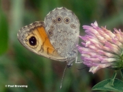 Large-Wall-Brown-butterfly-Lasiommata-maera-0001