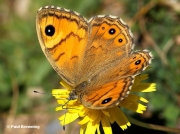 Female Large Wall Brown butterfly (Lasiommata maera) Huesca,  Spain - photo © Paul Browning