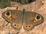 Large-Wall-Brown-butterfly-Lasiommata-maera-3379