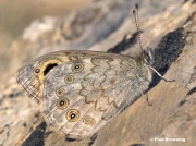Large-Wall-Brown-butterfly-Lasiommata-maera-3386