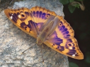 Lesser Purple Emperor butterfly (Apatura ilia)