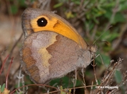 Meadow-Brown-butterfly-Maniola jurtina-3641