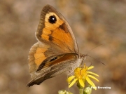 Meadow-Brown-butterfly-Maniola jurtina-8383