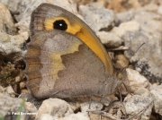 Meadow-Brown-butterfly-Maniola jurtina-3638